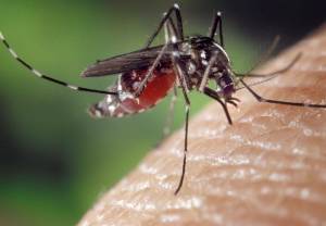 Naukowcy badają obecność wirusa Zika