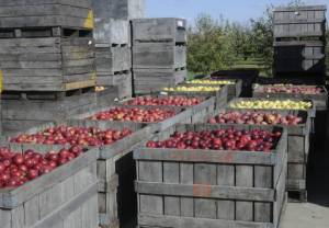 Polskie jabłka na eksport do Azji